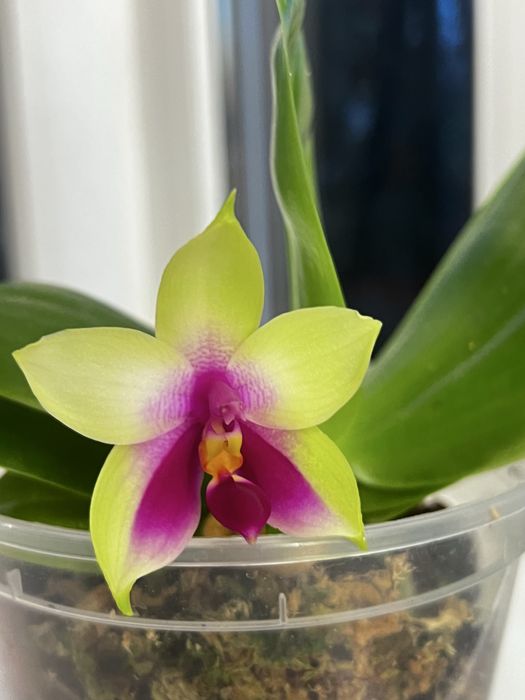 violacea * bellina Samera phal орхідея фаленопсис