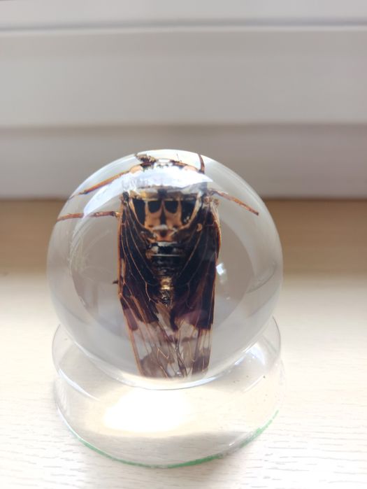 Ćma z czaszką Milczenie owiec