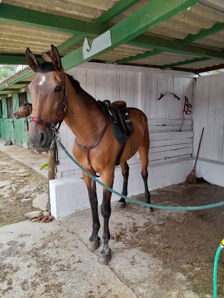 Cavalo para escola, passeios ou pessoas sem experiência