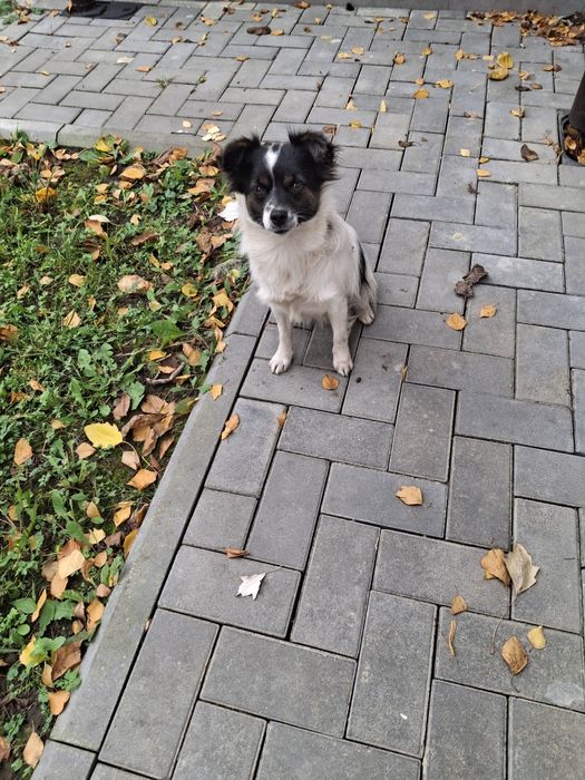 Шукає дім стерилізована собачка