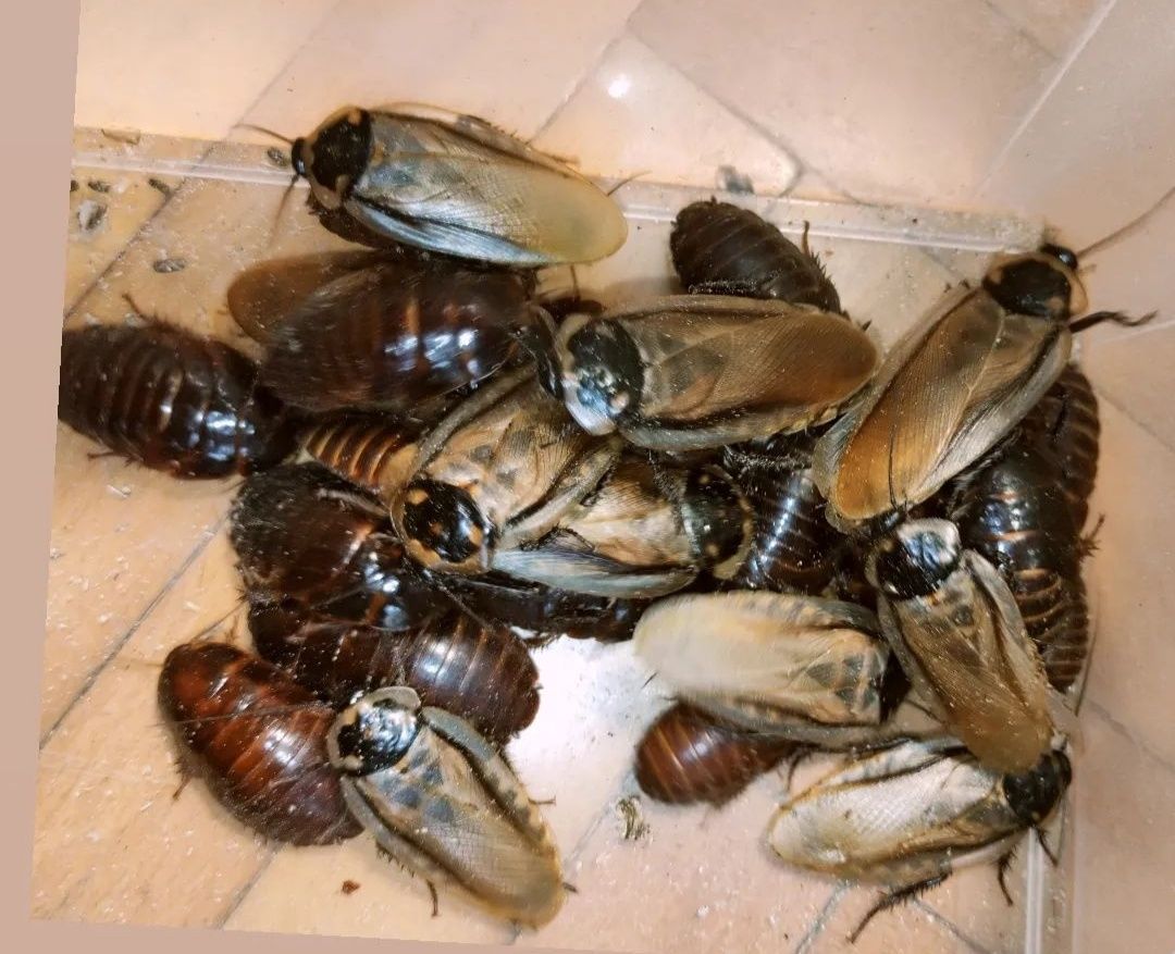 Эублаберус серранус ( eublaberus serranus )