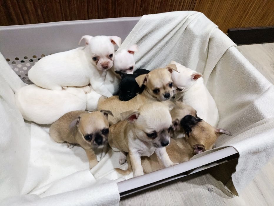 Тримісячні чіхуахуа,3 виводки