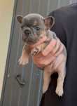 Bulldog Francês Blue Tan