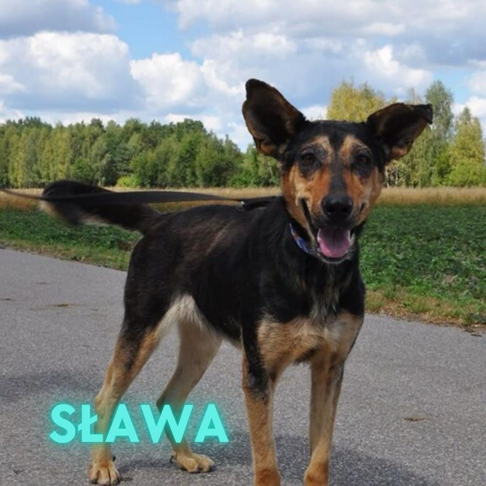 Cudowna psina Sława czeka na dom