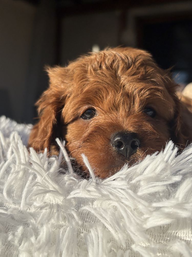 Cavapoo Red piekny piesek