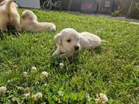 Szczeniak Golden Retriever