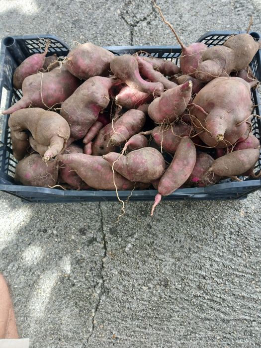 Tenho batatas doces