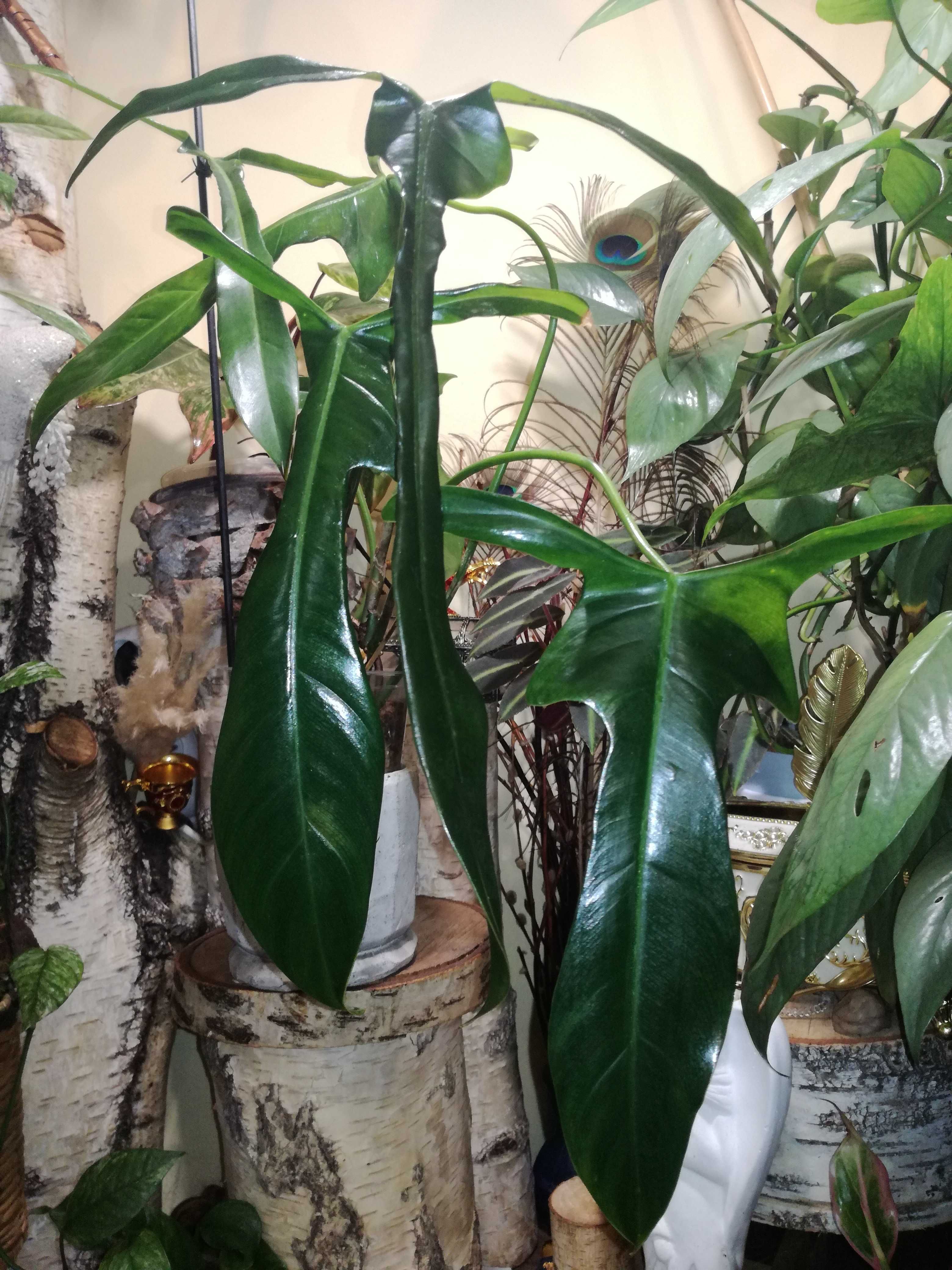 Philodendron Longilobatum Leland Myano UNIKAT monstera filodendron