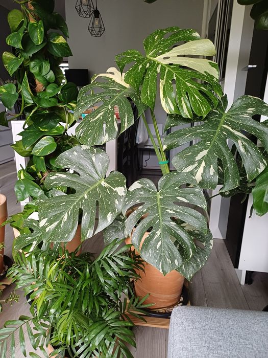 Monstera Thai Constellation