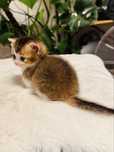 Munchkin kotek hodowla mini kotow Kocyk