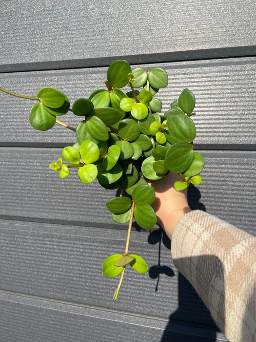 Пеперомії в 11 горщику