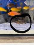 Pyszczaki Otopharynox Lithobates Black Orange Dorsal