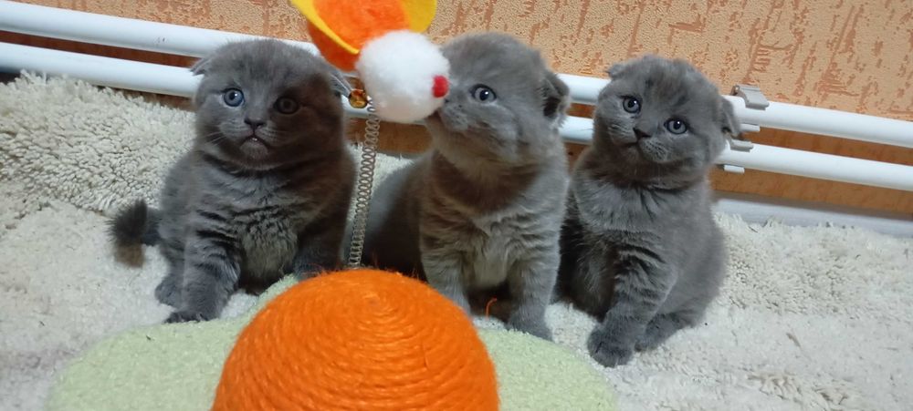 Шотландськi кошенята