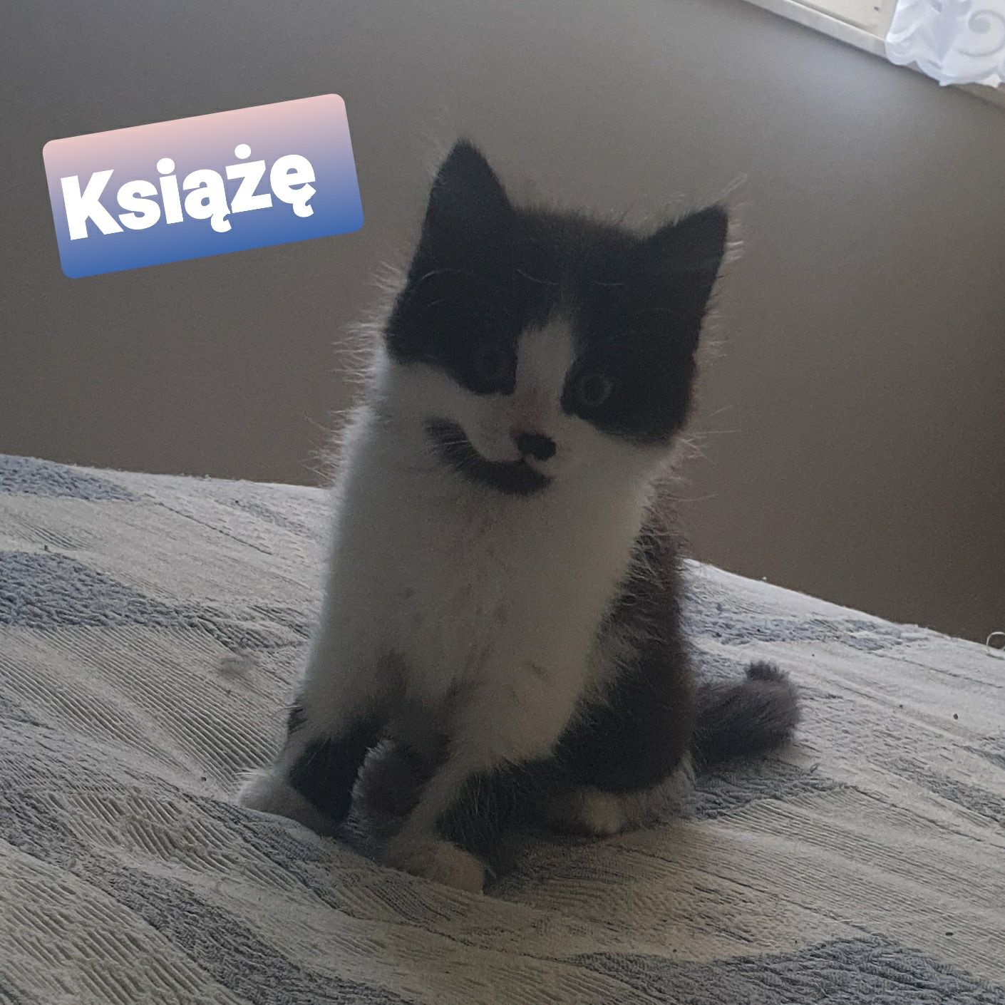 Kocia rodzinka szuka super domków