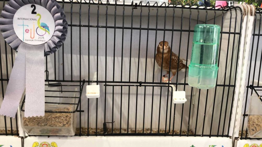 Phaeos amarelos/branco