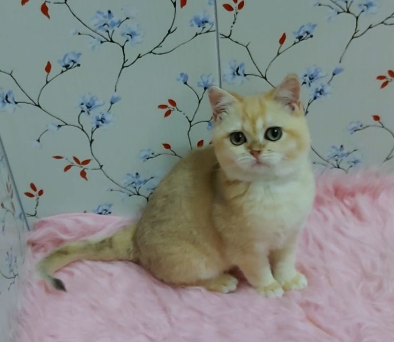 Котик золотая шиншилла  ny12