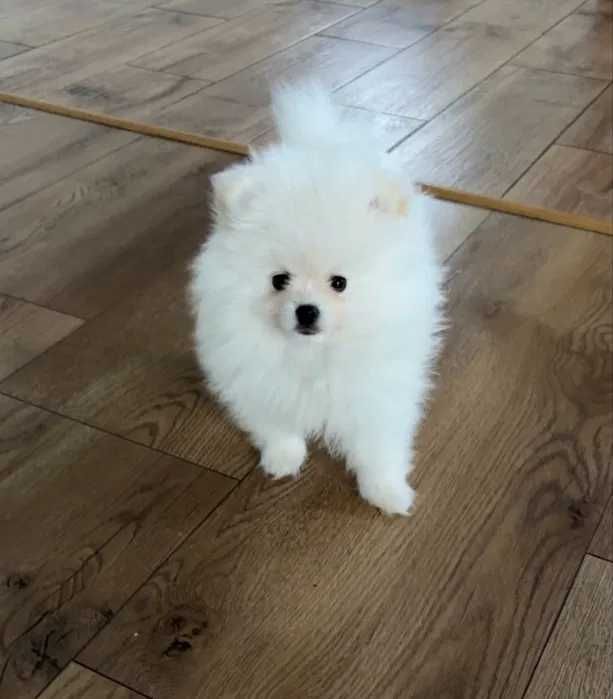 Puszysta suczka szpic miniaturowy POMERANIAN