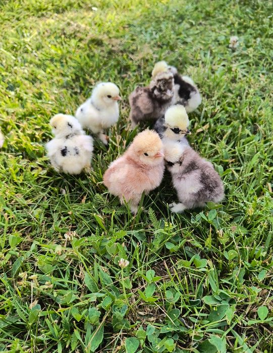 Jajka lęgowe lęgi jaja silki silka USA kurczęta