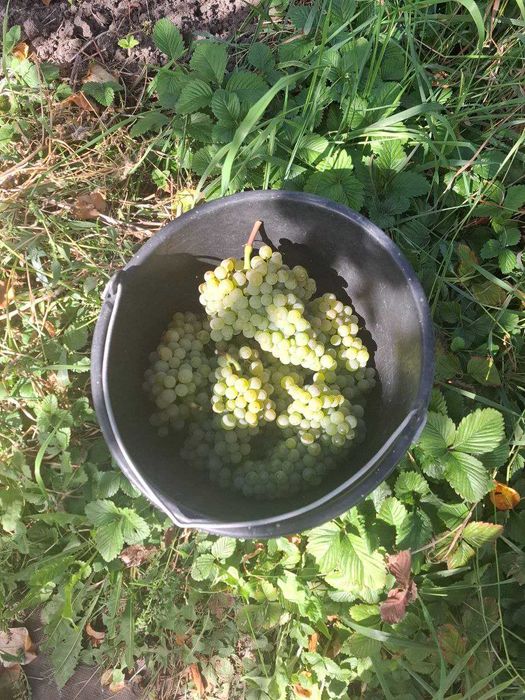 Черенки и саженцы винограда