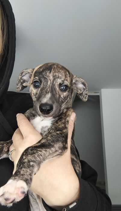 Szczenię charta angielskiego - Whippeta