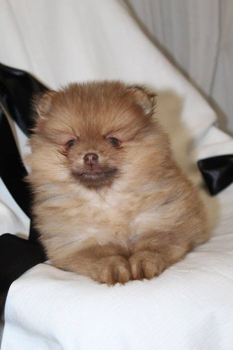 Бомбезні міні шпіцулі