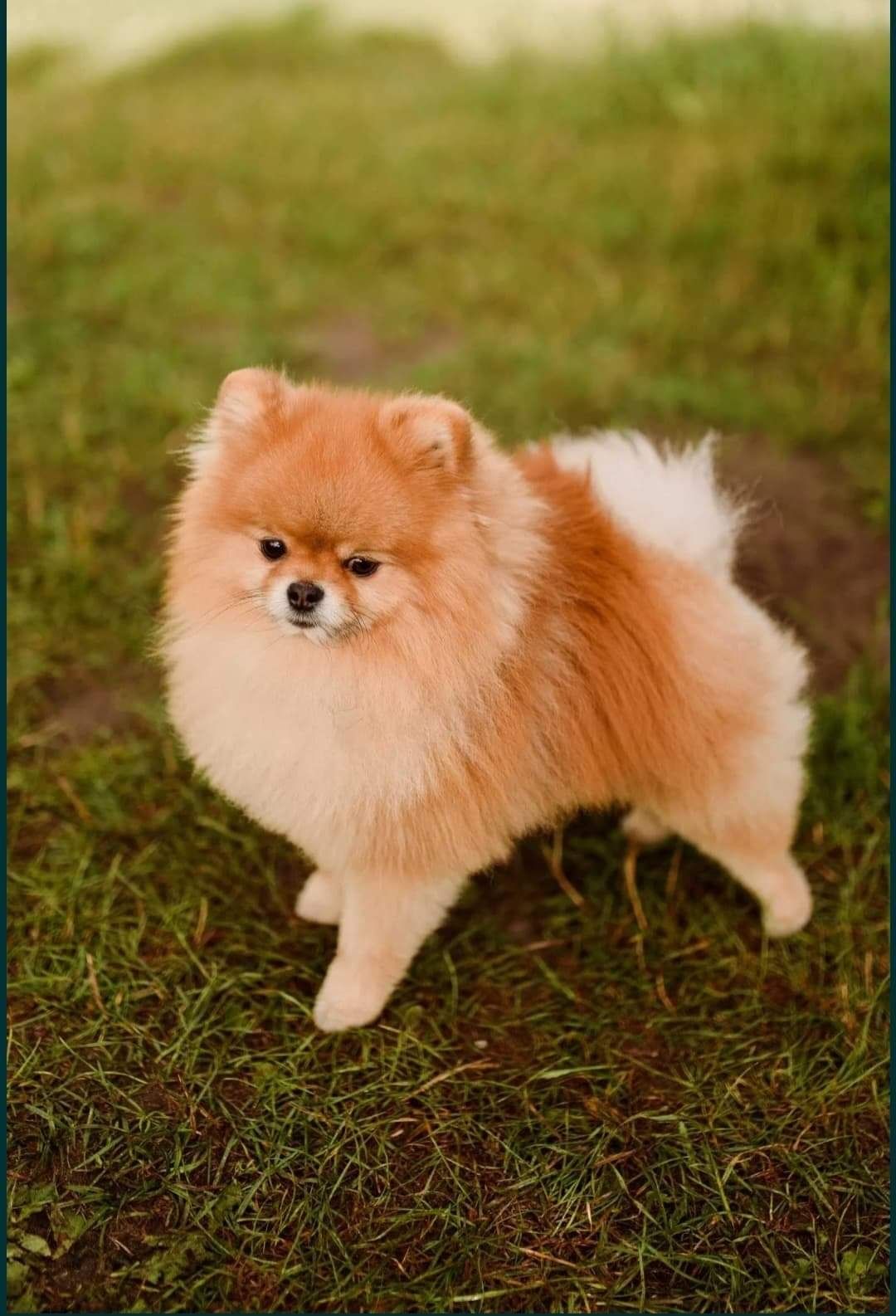 Pomeranian szpic miniaturowy mini chłopiec