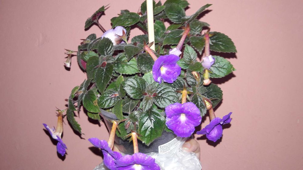 Цветы комнатные ахименес