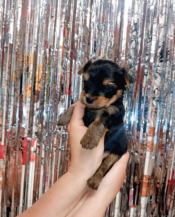 Гарні цецунята Йорк