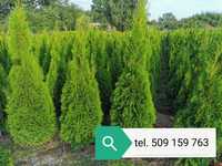 Tuja szmaragd thuje smaragd 210 cm 220cm żywotnik tuje thuja