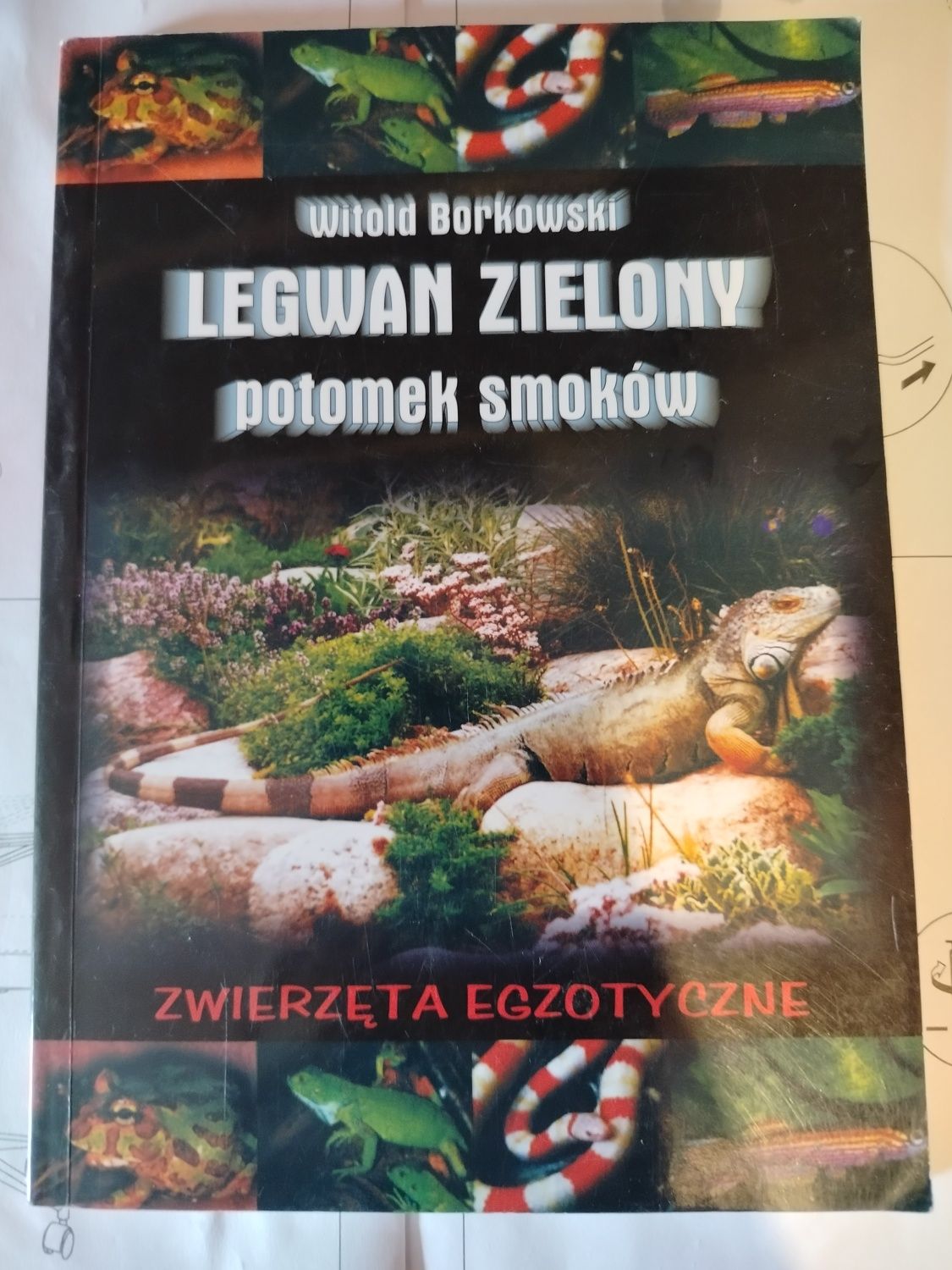 LEGWAN ZIELONY potomek smoków zwierzęta egzotyczne Witold Borkowski