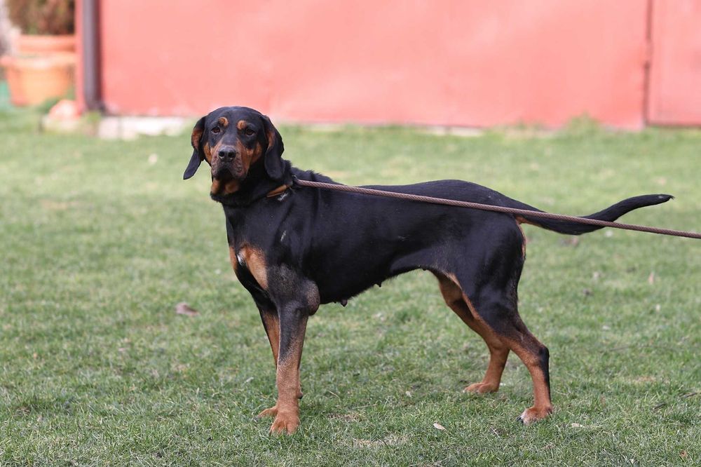 LOLA w typie gończego - do adopcji!