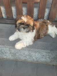 Sprzedam pieska Shih tzu z rodowodem