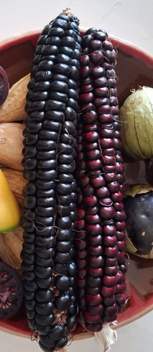 Наміння Різнокольорового попкорну.. Блакитний нефріт. Кукурудза Морадо