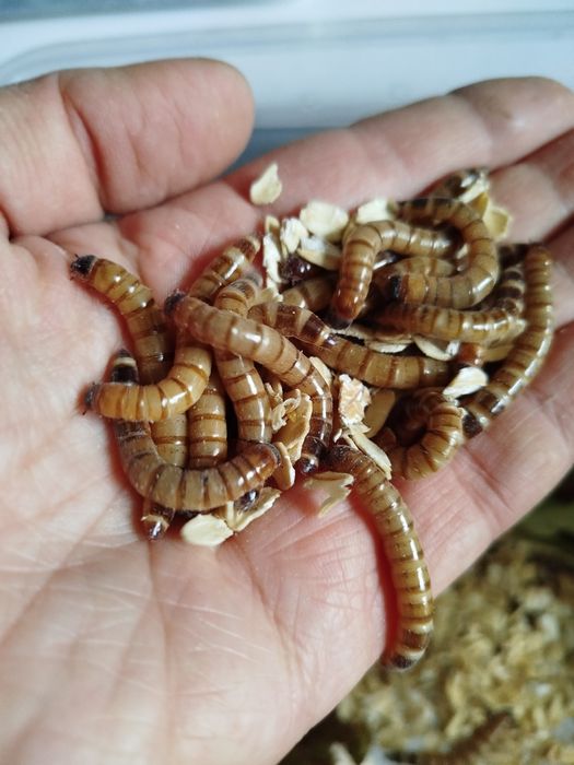 Зоофобус. Личинка зоофобуса