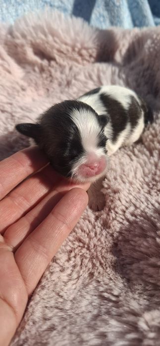 Sunia rasy shih tzu tricolor
