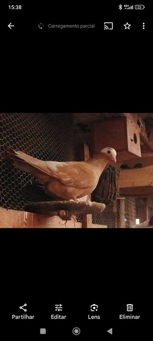 Várias raças de pombos