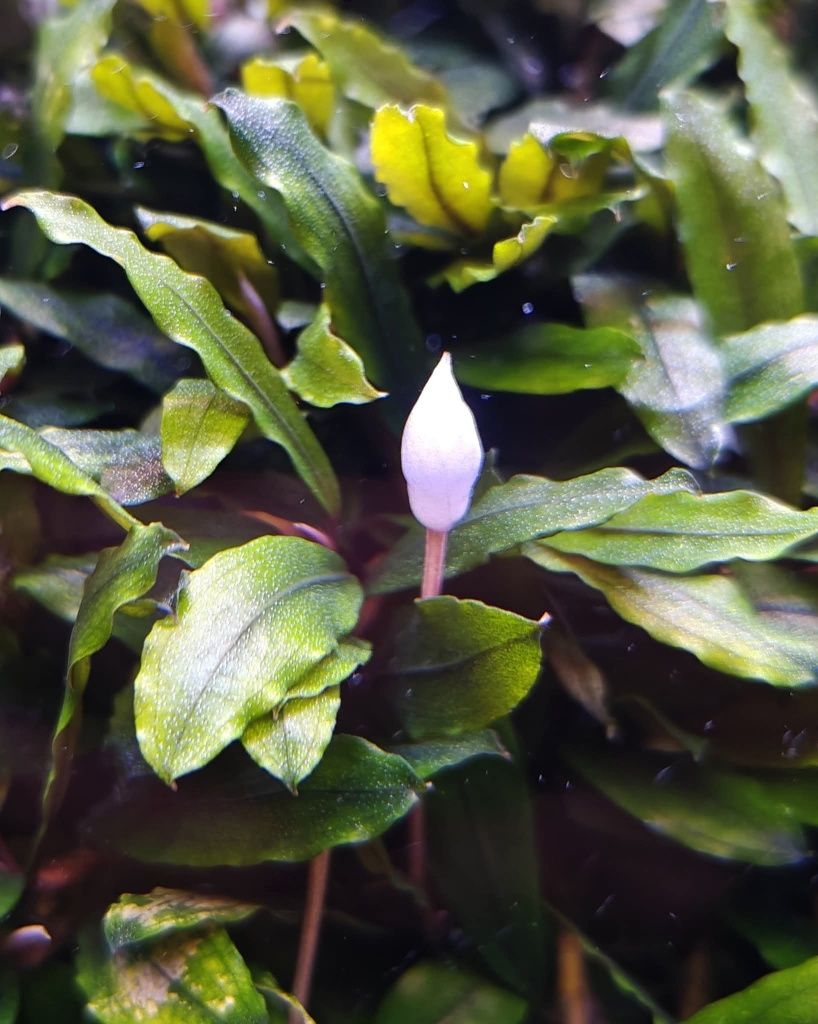 Акваріумна рослинка Bucephalandra sp. Kualakuayan