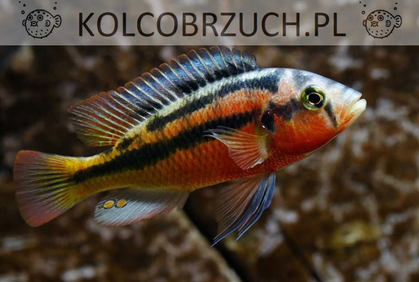 Haplochromis Rock Kribensis - dowozimy, wysyłamy