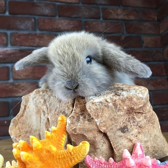 Mini lop bunny mini lopy karzełki miniaturka królik odbiór dowóz