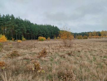 Działka budowlana przy lesie w zaciszu 4 km od Włocławka