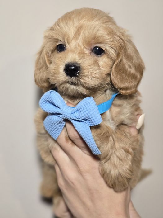 Maltipoo f1 piesek szczeniak metryka chip szczenięta