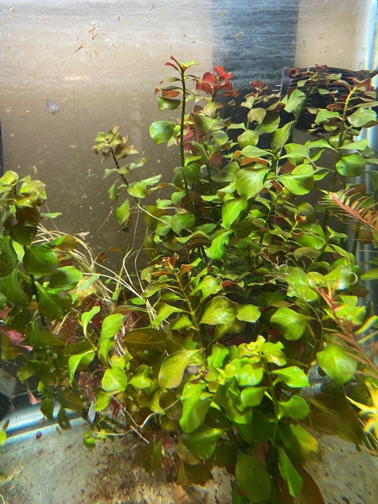 Pés de Ludwigia repens 10cm