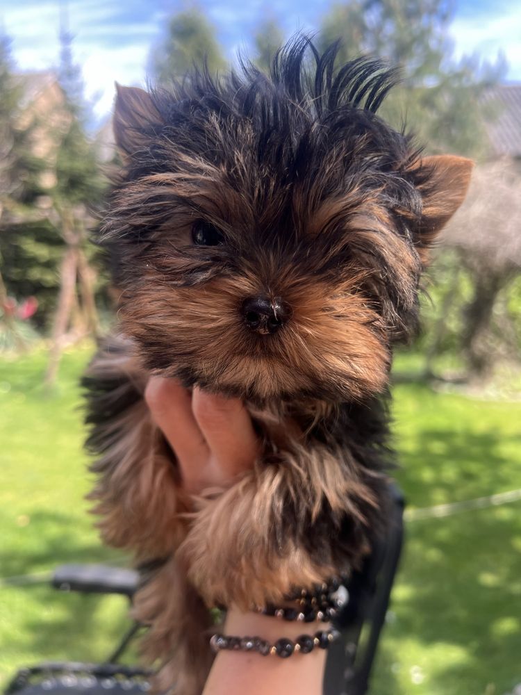 Mini yorkshire terrier sunia