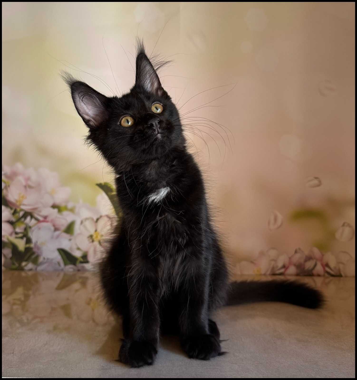 Koteczka Maine Coon Kosma super charakter