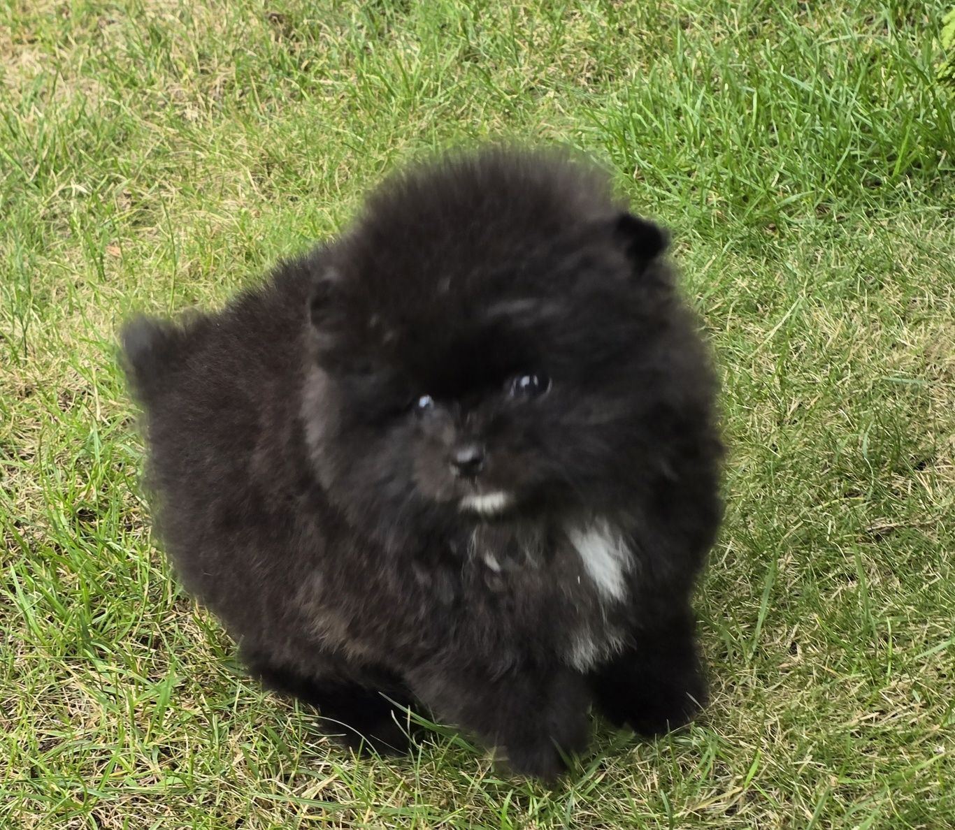 Piesek Szpic miniaturowy pomeranian