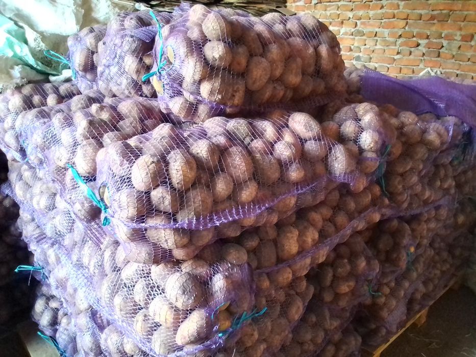 Картопля груба домашня