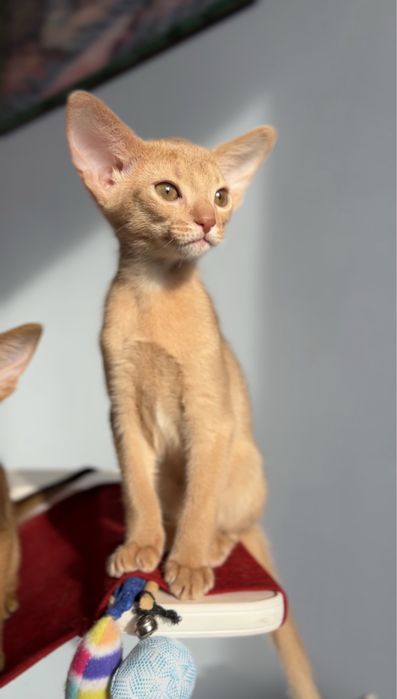 Абиссинские котята!