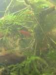 Camarão neocaradina Red
