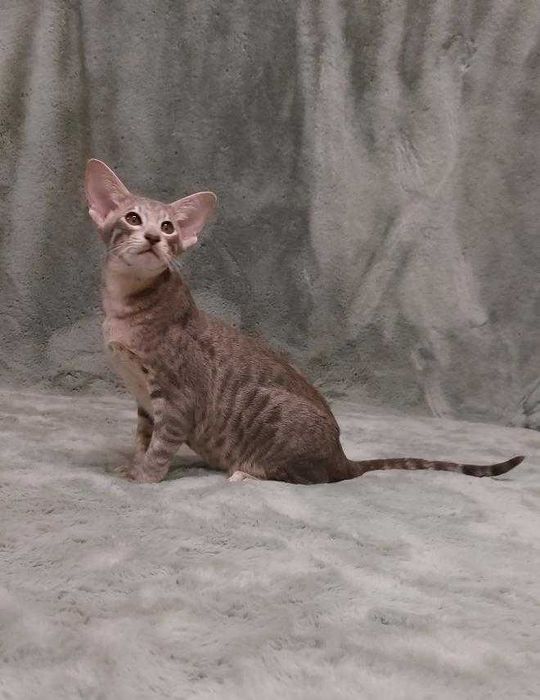 Орієнтал хлопчик Убер