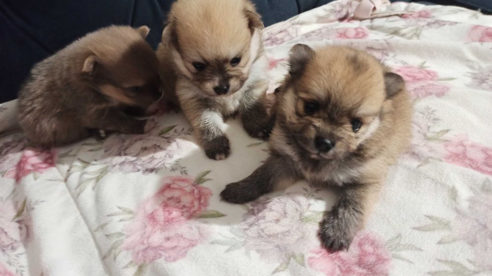 Urocza suczka szpic miniaturowy *** pomeranian